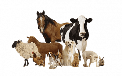 Blog Dia do Zootecnista: origem e atuação
