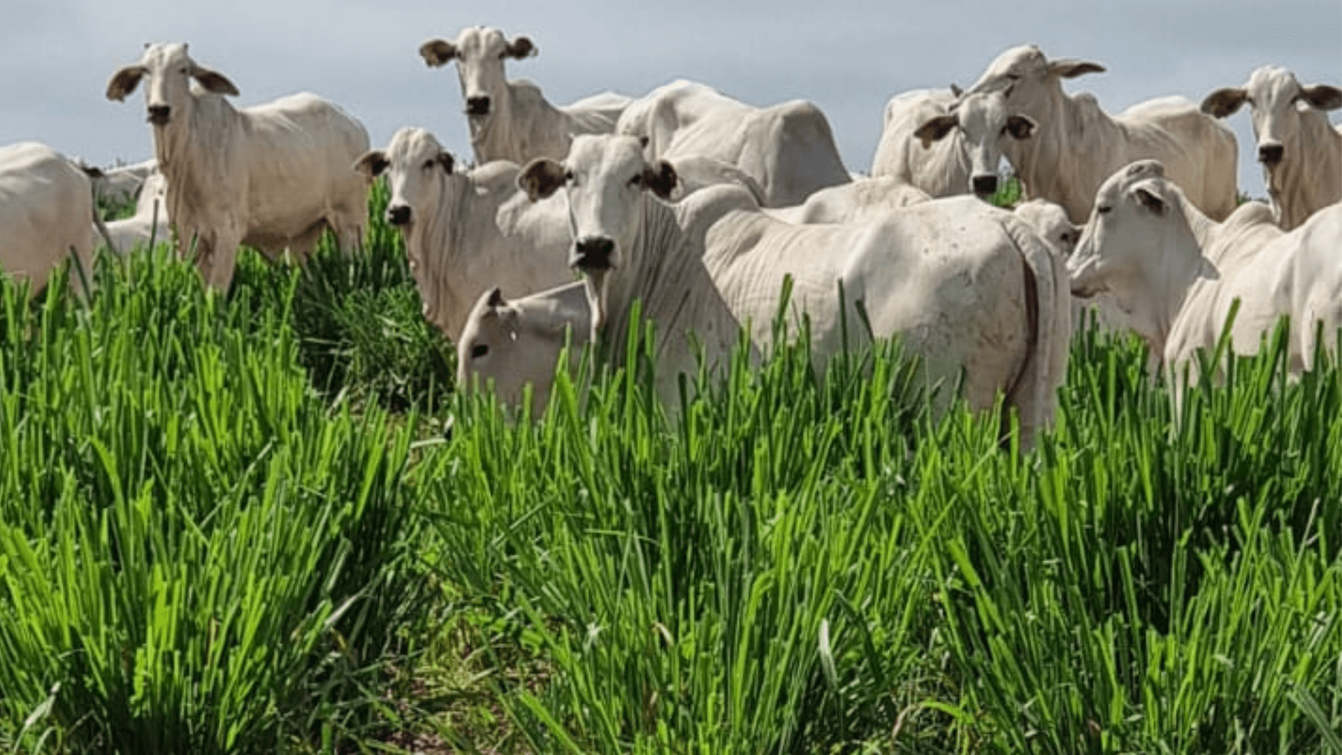 2 Rebanho de gado no pasto
