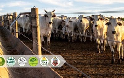 Blog Custos de produção de bovinos confinados em fevereiro de 2025