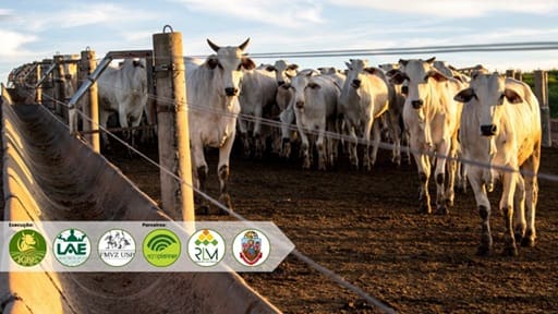 Capa-Ed93 Bovinos brancos em curral